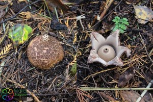 geastrum (1) (1000 x 667).jpg_product_product_product_product_product_product